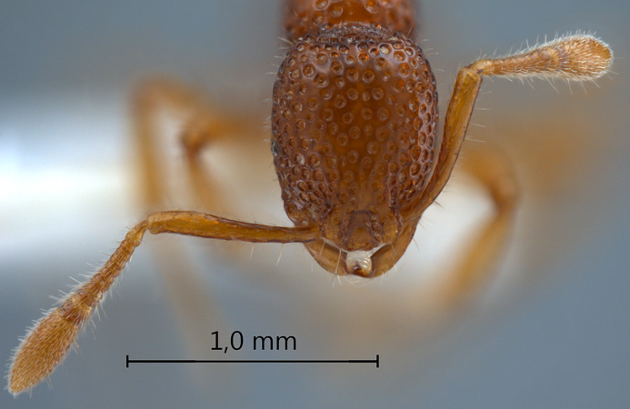 Tyrannomyrmex rex Fernández, 2003 frontal