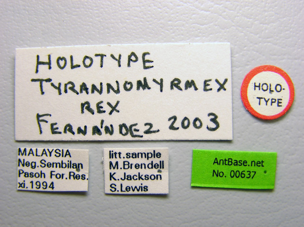 Tyrannomyrmex rex Fernández, 2003 Label