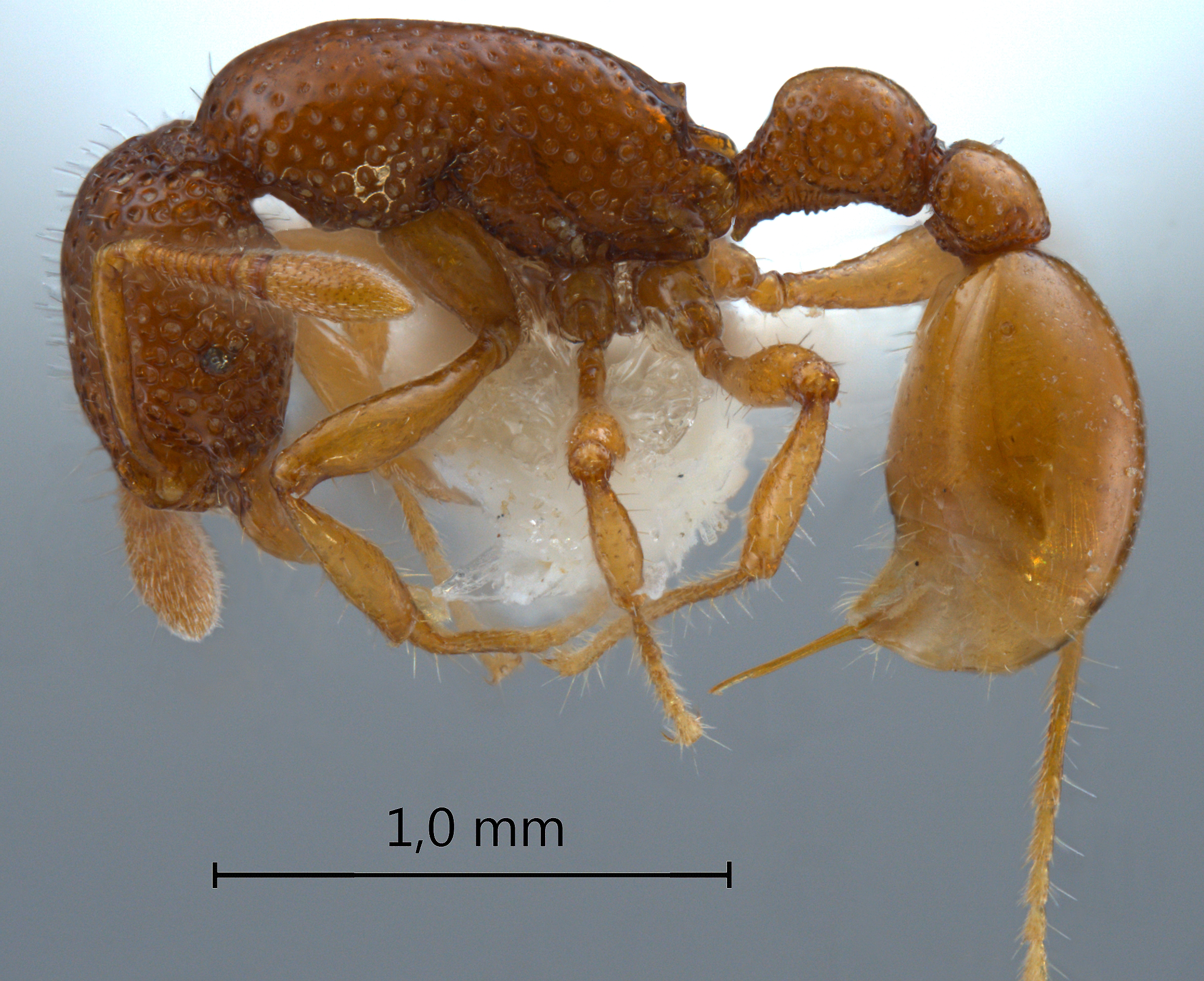 Tyrannomyrmex rex Fernández, 2003 lateral