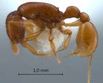 Tyrannomyrmex rex Fernández, 2003 lateral