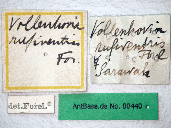 Vollenhovia rufiventris Forel, 1901 Label