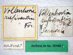 Vollenhovia rufiventris Forel, 1901 Label