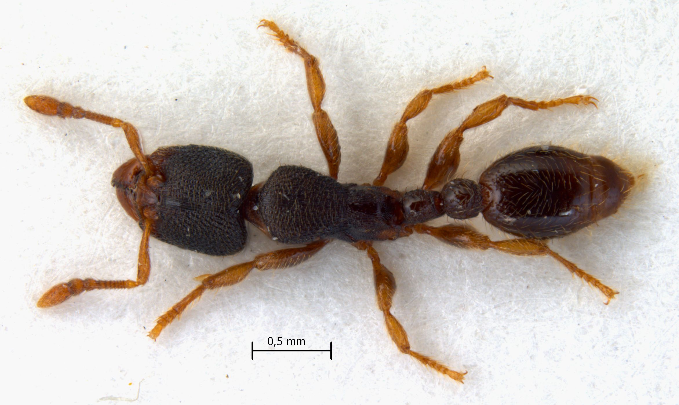 Vollenhovia sp. 1 dorsal