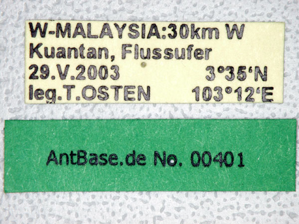 Vollenhovia sp. 1 gyne Label