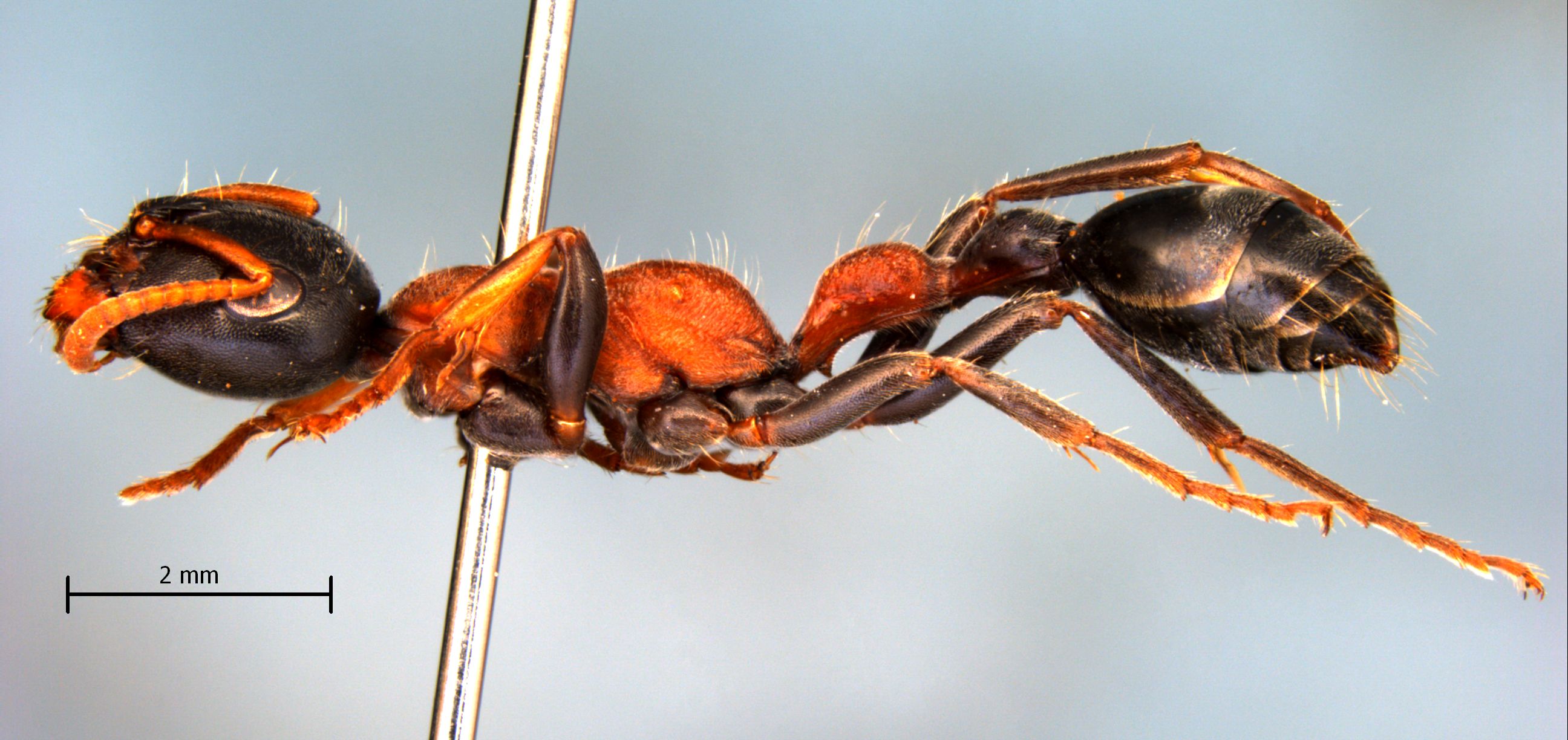 Vollenhovia sp. 1 gyne lateral