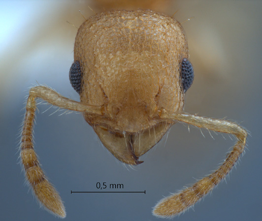 Vombisidris dryas Bolton,1991 frontal