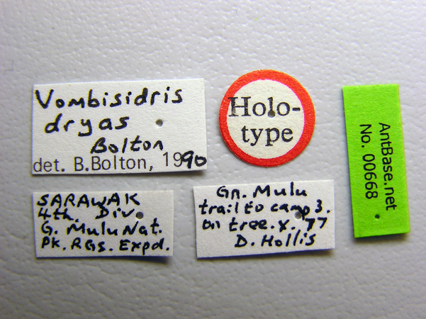 Vombisidris dryas Bolton,1991 Label