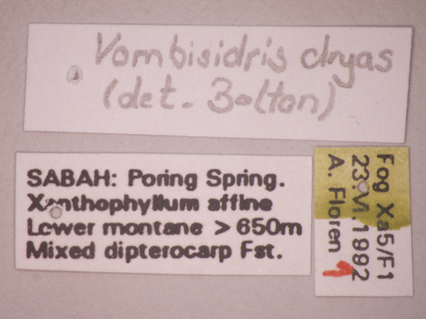 Vombisidris dryas Bolton,1991 Label