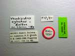 Vombisidris xylochos Bolton, 1991 Label