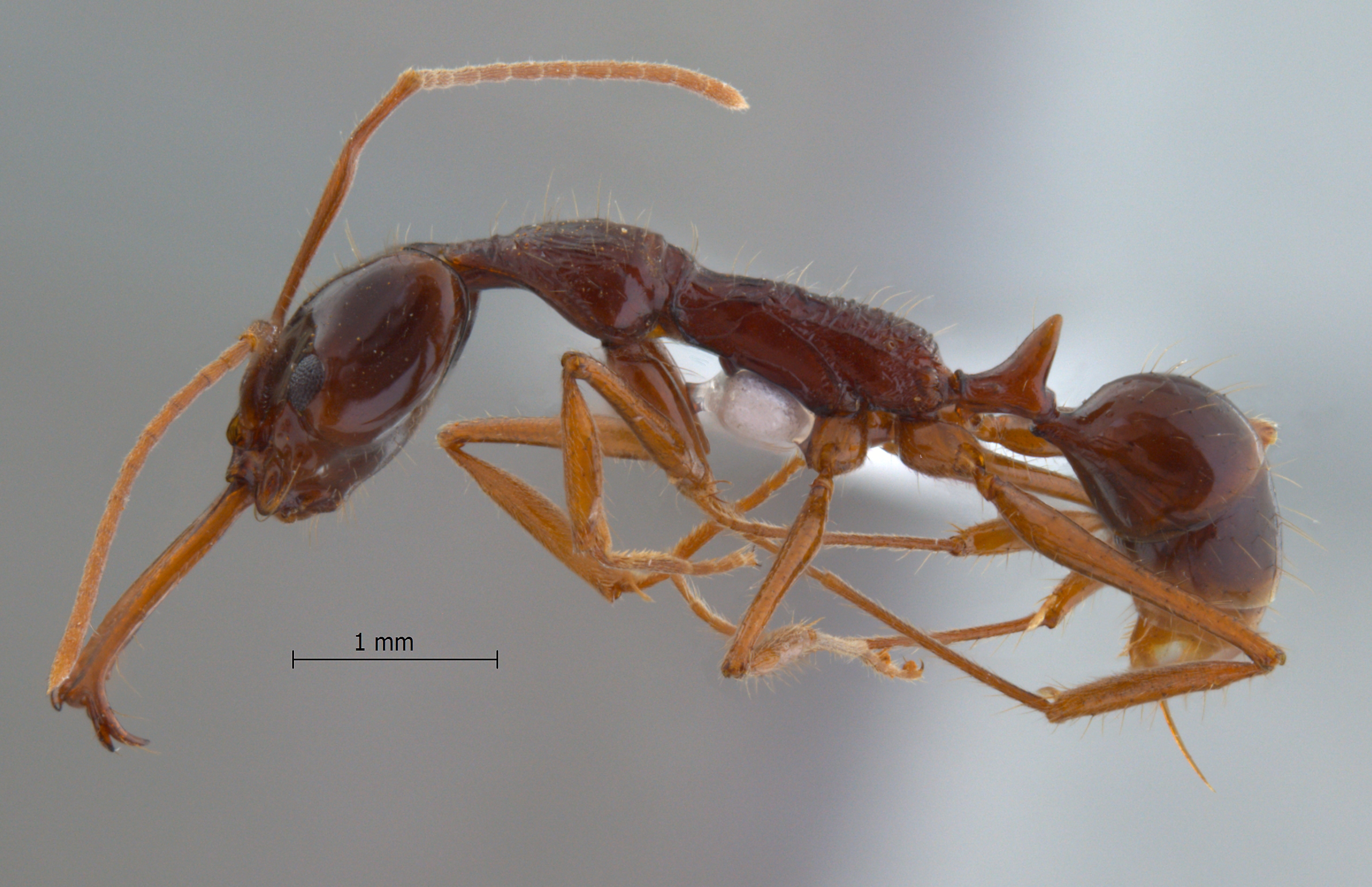 Anochetus agilis Emery, 1901 lateral