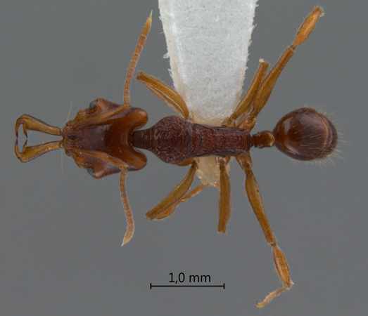 Anochetus incultus Brown, 1978 dorsal