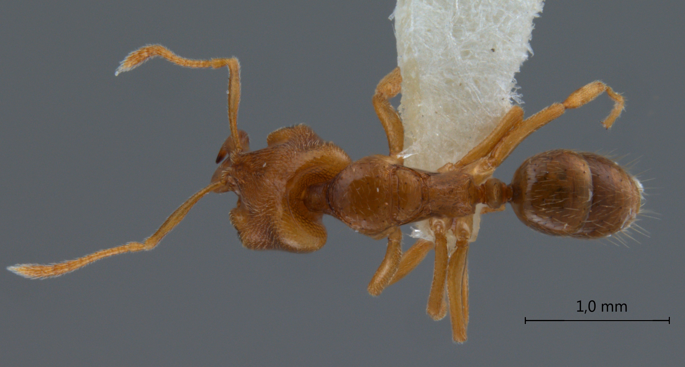 Anochetus myops Emery, 1893 dorsal