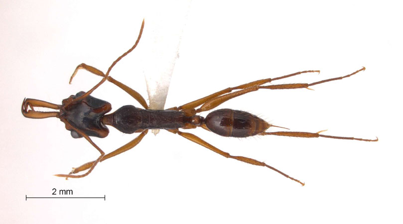 Anochetus sp.5 near tua Brown,1978 dorsal