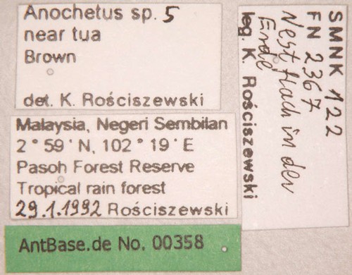 Anochetus sp.5 near tua Brown,1978 unbekannt