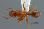 Centromyrmex feae Emery,1889 dorsal