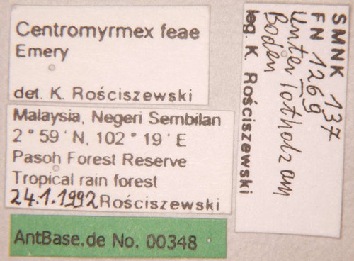Centromyrmex feae Emery,1889 unbekannt