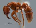 Centromyrmex hamulatus Karavaiev, 1925 lateral