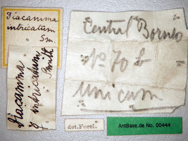 Diacamma intricatum Smith,1857 Label