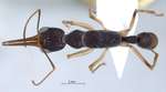 Harpegnathos venator Smith,1858 dorsal