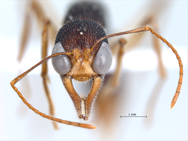 Harpegnathos venator Smith,1858 frontal