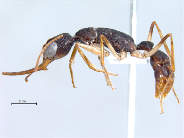 Harpegnathos venator Smith,1858 lateral