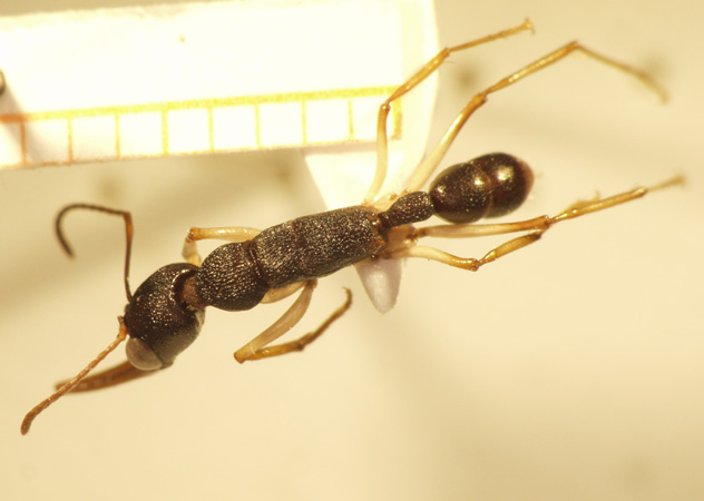 Harpegnathos venator Smith,1858 dorsal