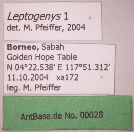 Leptogenys 1 Label