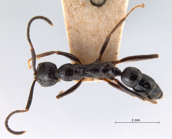 Leptogenys diminuta Smith, 1857 dorsal