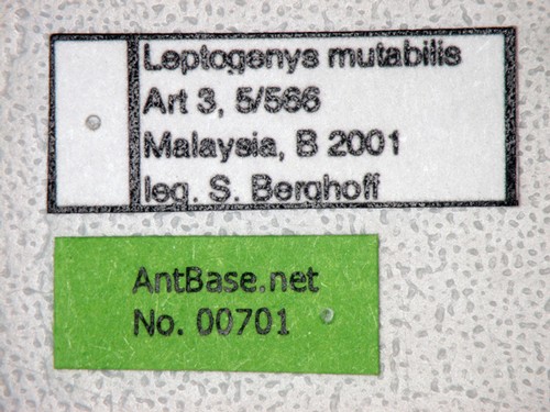 Leptogenys mutabilis Smith,1861 Label