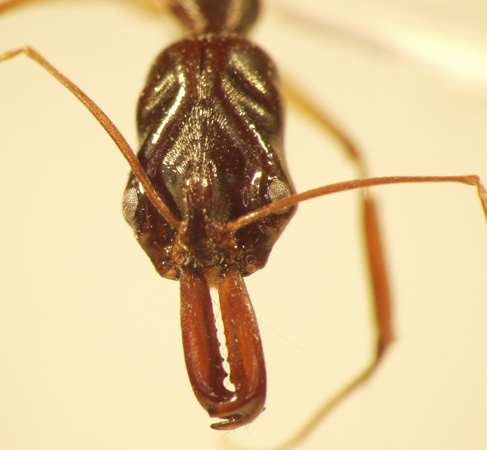 Odontomachus rixosus Smith,1857 frontal