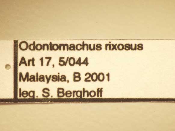 Odontomachus rixosus Smith,1857 Label
