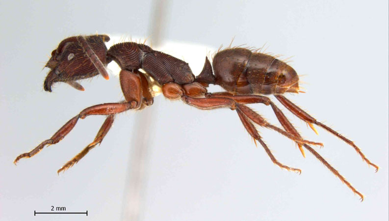 Odontoponera transversa Smith, 1857 lateral