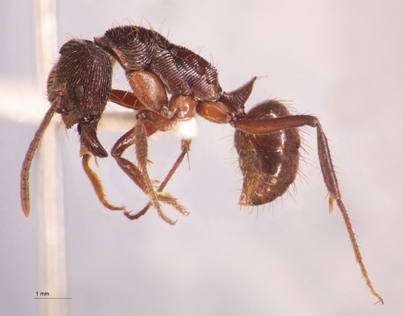 Odontoponera transversa Smith, 1857 lateral