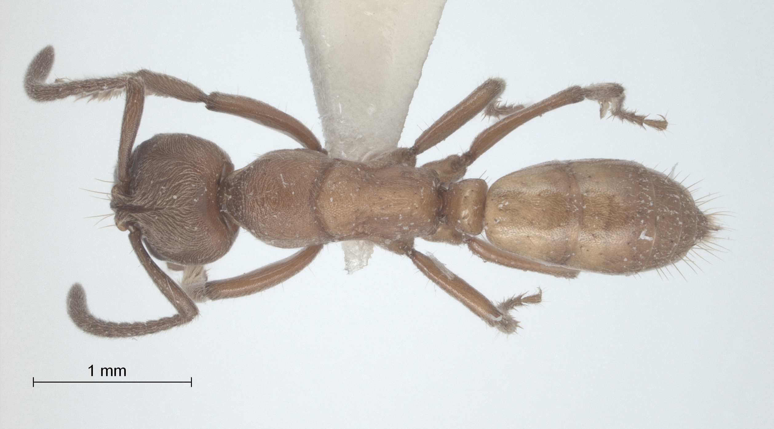 Pachycondyla amblyops Emery,1887 dorsal