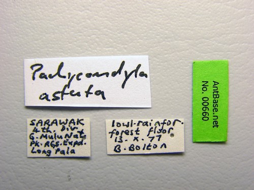 Pachycondyla astuta Smith, 1858 Label