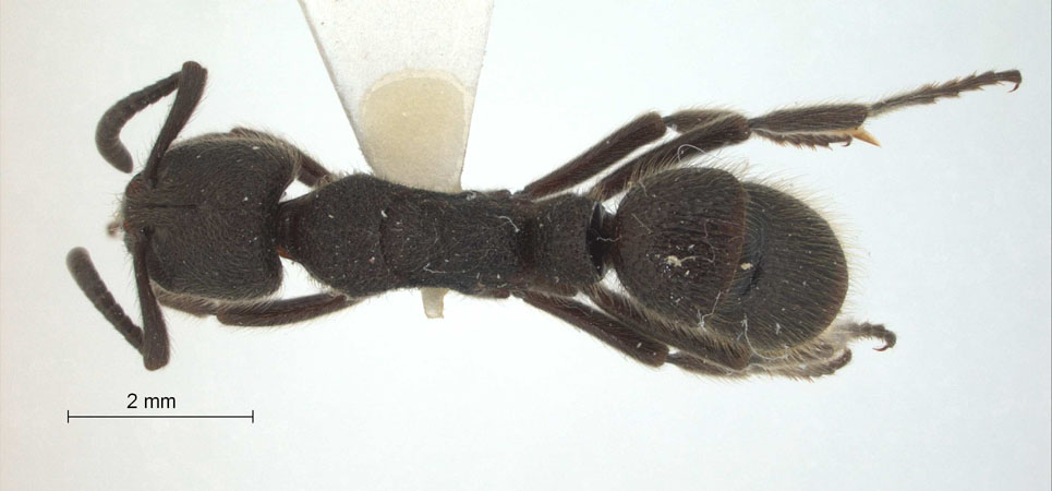Pachycondyla havilandi Forel,1901 dorsal
