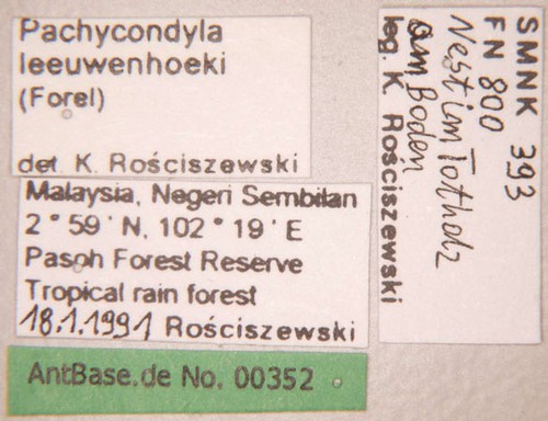 Pachycondyla leeuwenhoeki Forel,1886 unbekannt