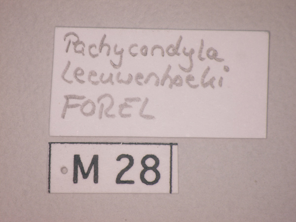 Pachycondyla leeuwenhoeki Forel,1886 Label