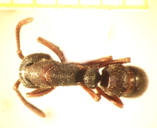 Pachycondyla leeuwenhoeki Forel,1886 dorsal