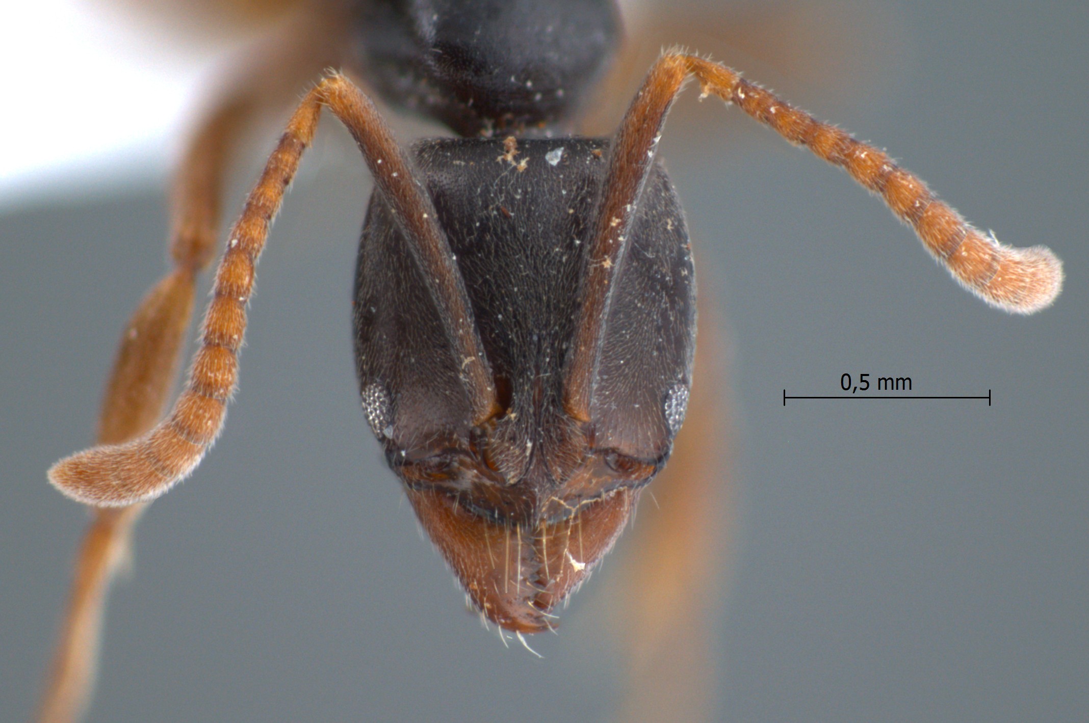 Pachycondyla pilidorsalis Yamane, 2007 frontal