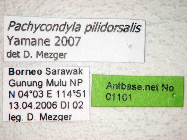 Pachycondyla pilidorsalis Yamane, 2007 Label