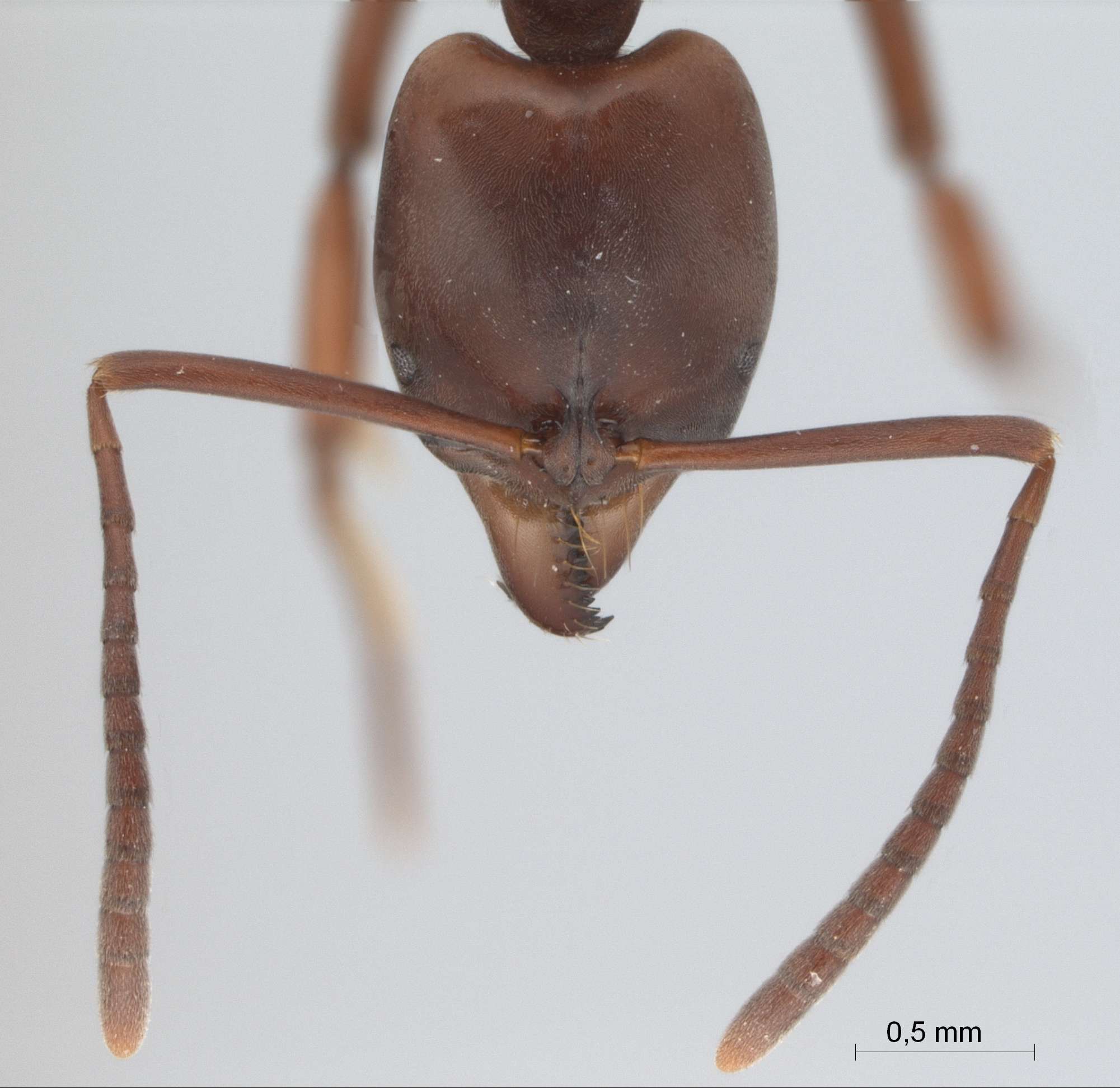 Pachycondyla rubra Smith,1857 frontal