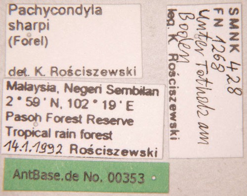 Pachycondyla sharpi Forel,1901 unbekannt