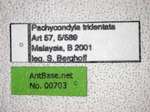 Pachycondyla tridentata Smith,1858 Label