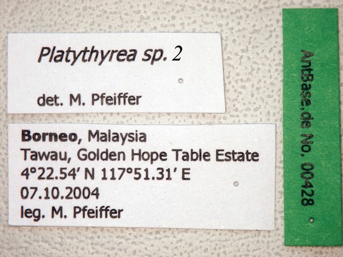 Platythyrea sp. 2 Label