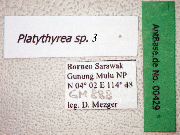 Platythyrea sp. 3 Label