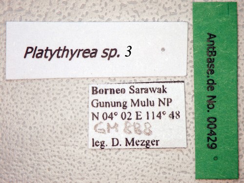 Platythyrea sp. 3 Label