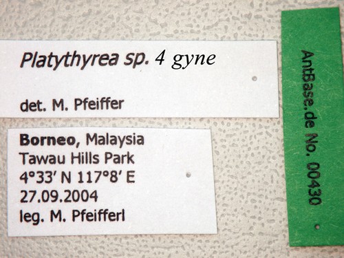 Platythyrea sp. 4 Label