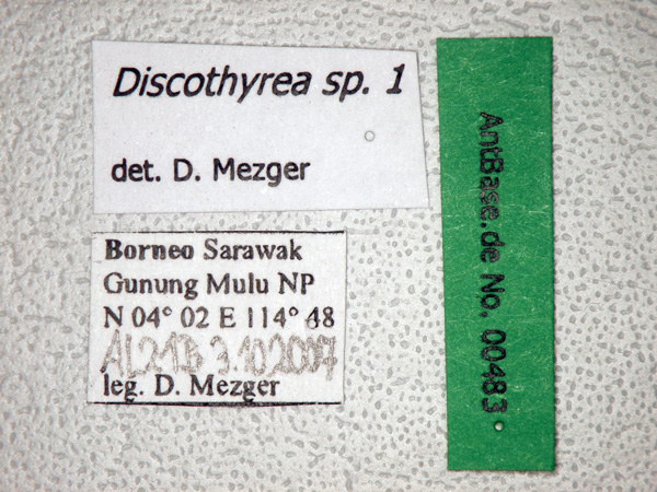 Discothyrea sp. 1 Label