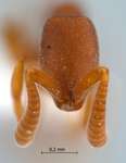 Probolomyrmex maryatiae Eguchi, Yoshimura & Yamane, 2006 frontal